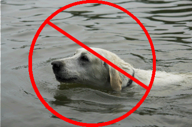 Removing dogs voice box clearance